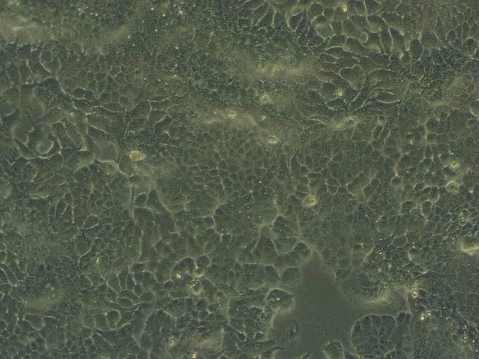 Biotechnologist